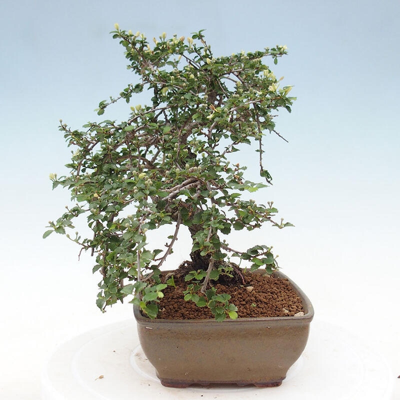 Kamerbonsai - Grewia sp. - Grewia malafolia
