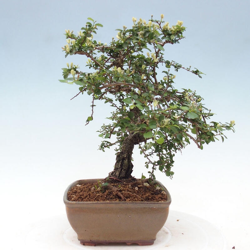 Kamerbonsai - Grewia sp. - Grewia malafolia