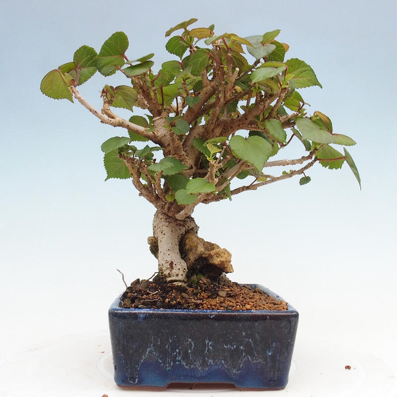 Bonsai voor binnen - Hibiscus tiliaceus - Zee Hibiscus