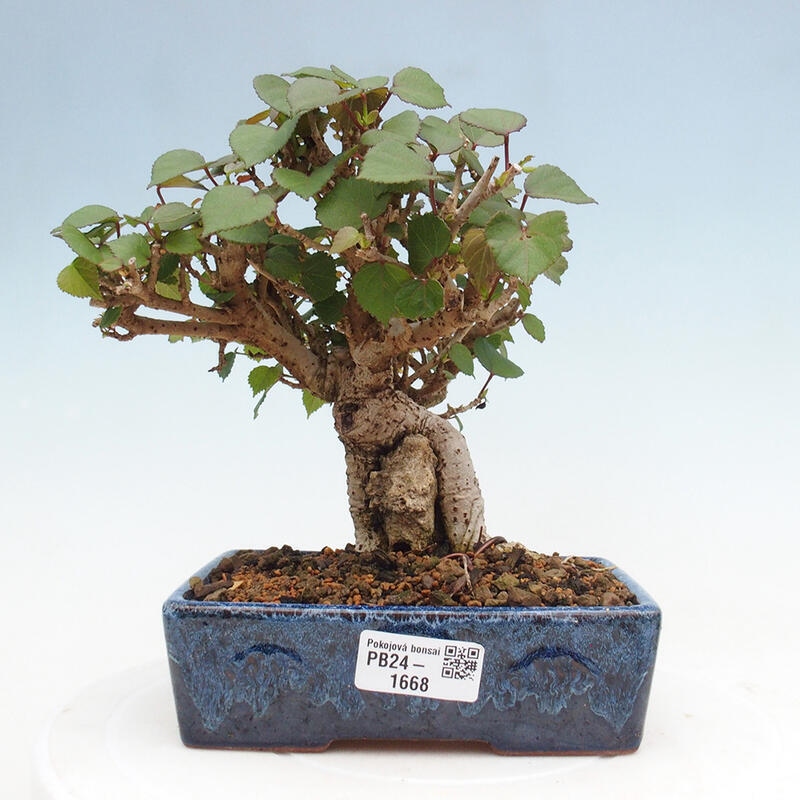 Bonsai voor binnen - Hibiscus tiliaceus - Zee Hibiscus