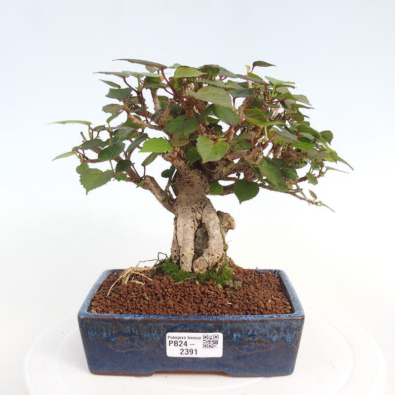 Bonsai voor binnen - Hibiscus tiliaceus - Zee Hibiscus