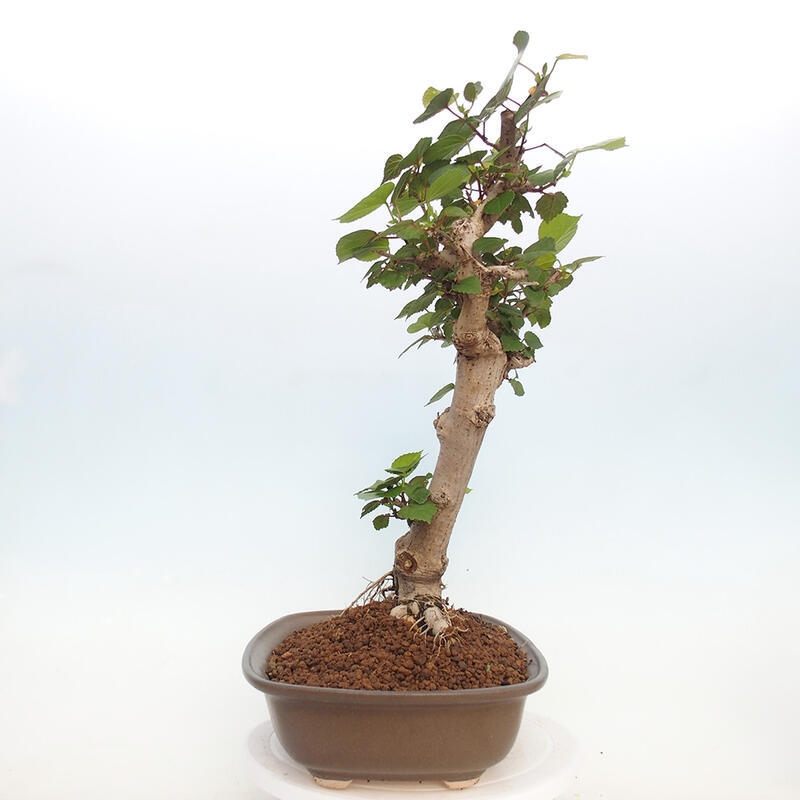 Bonsai voor binnen - Hibiscus tiliaceus - Zee Hibiscus