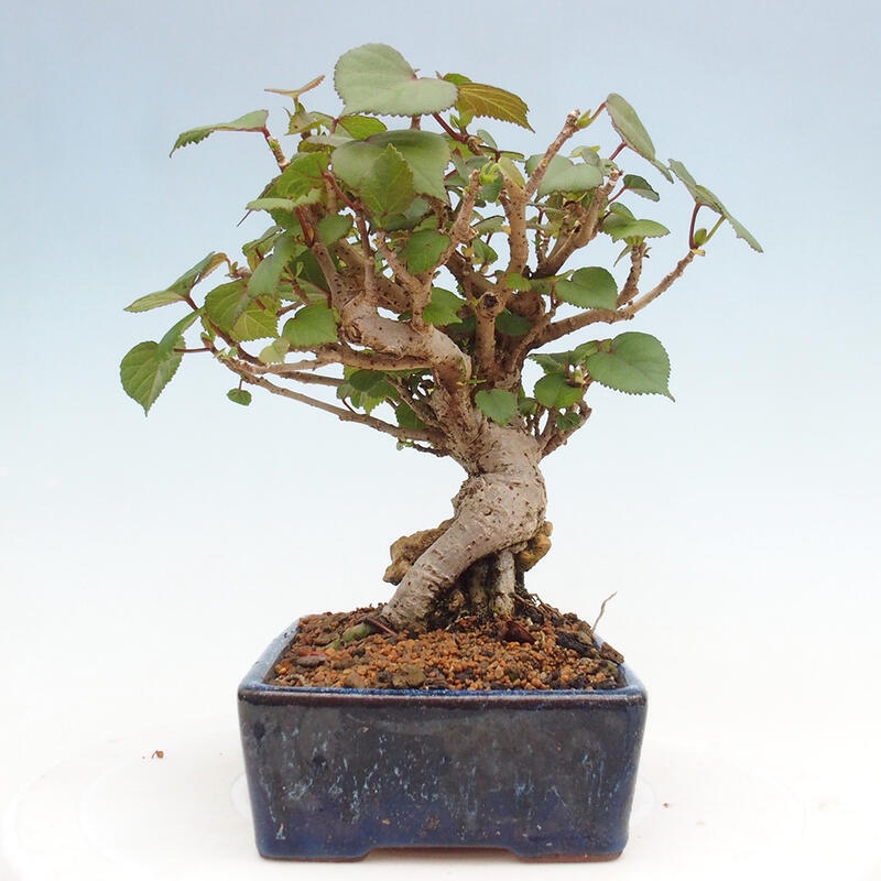 Bonsai voor binnen - Hibiscus tiliaceus - Zee Hibiscus