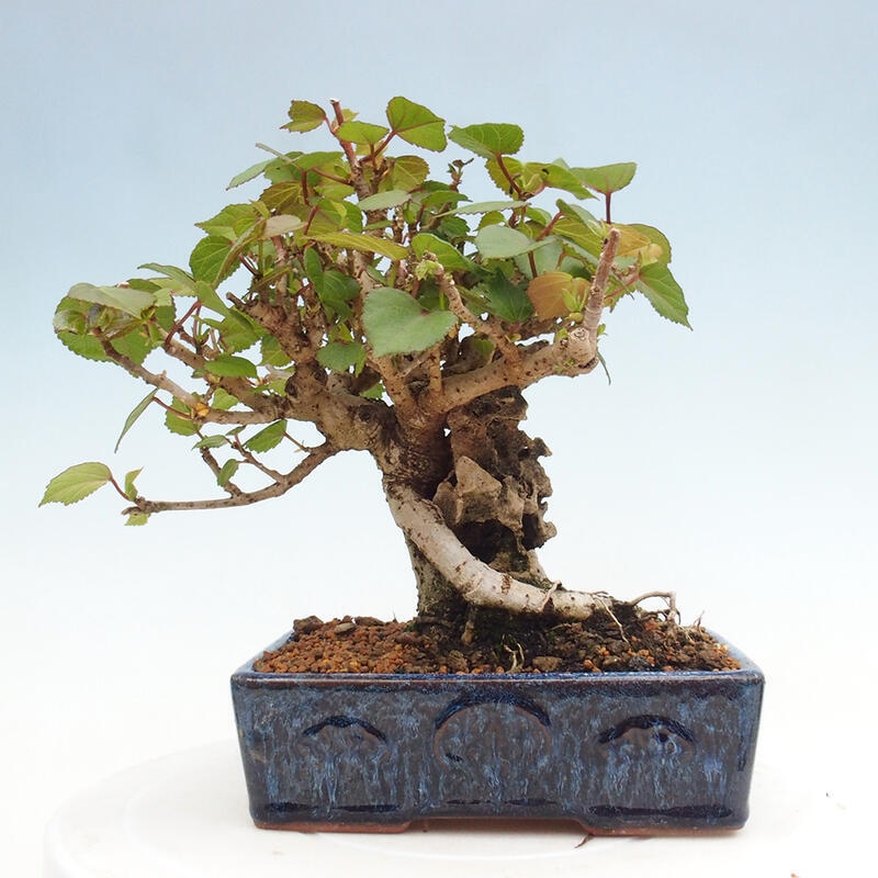 Bonsai voor binnen - Hibiscus tiliaceus - Zee Hibiscus