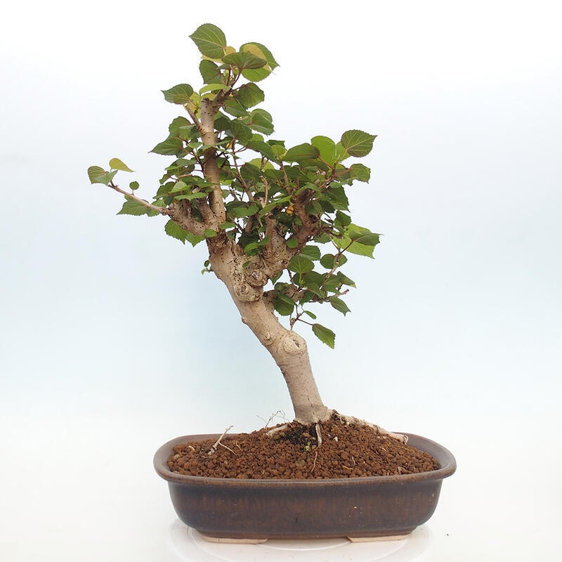 Bonsai voor binnen - Hibiscus tiliaceus - Zee Hibiscus