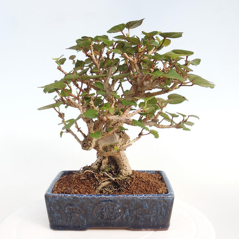 Bonsai voor binnen - Hibiscus tiliaceus - Zee Hibiscus