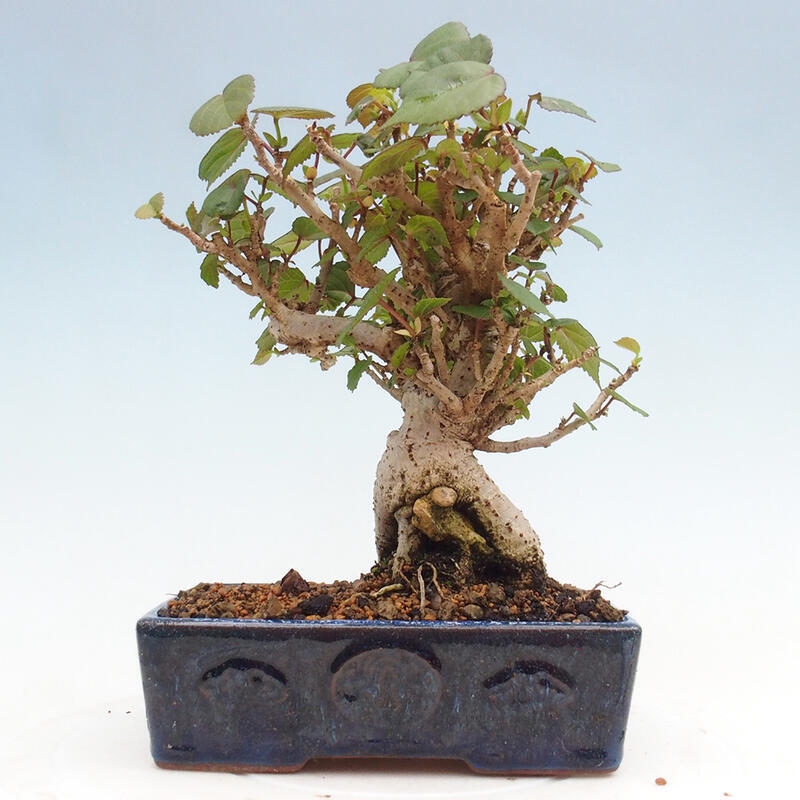 Bonsai voor binnen - Hibiscus tiliaceus - Zee Hibiscus