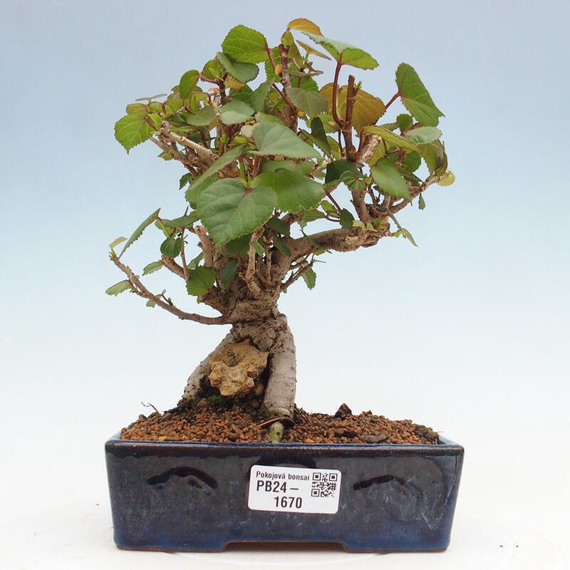 Bonsai voor binnen - Hibiscus tiliaceus - Zee Hibiscus