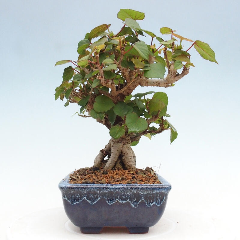 Bonsai voor binnen - Hibiscus tiliaceus - Zee Hibiscus