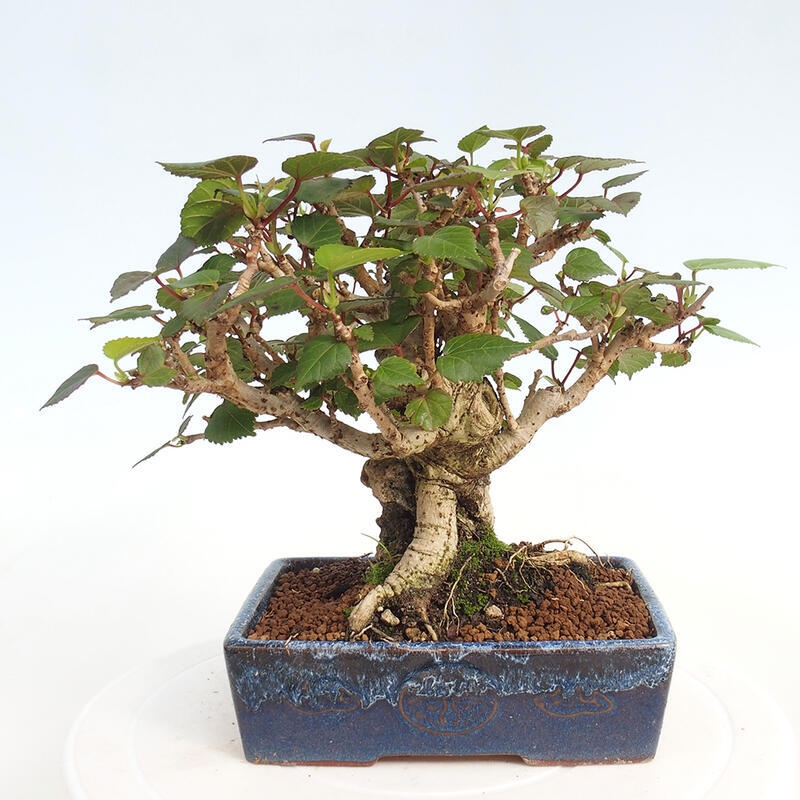 Bonsai voor binnen - Hibiscus tiliaceus - Zee Hibiscus