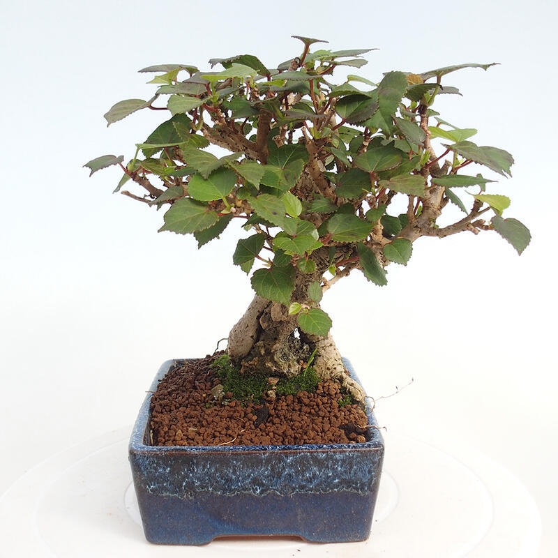 Bonsai voor binnen - Hibiscus tiliaceus - Zee Hibiscus