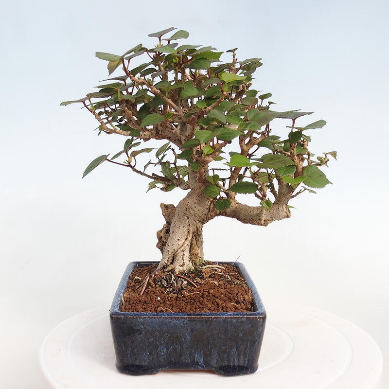 Bonsai voor binnen - Hibiscus tiliaceus - Zee Hibiscus