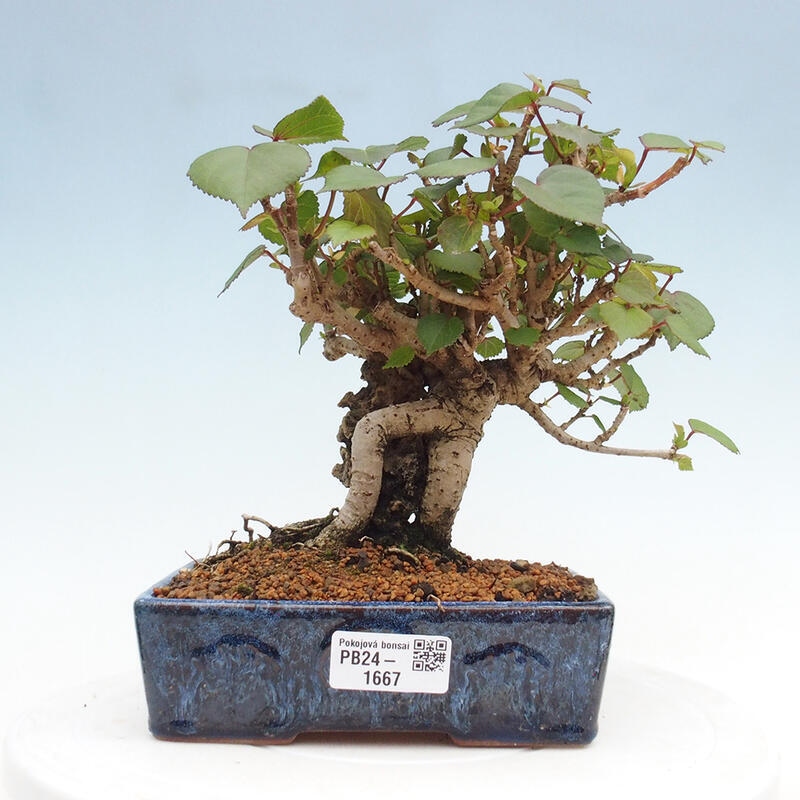 Bonsai voor binnen - Hibiscus tiliaceus - Zee Hibiscus