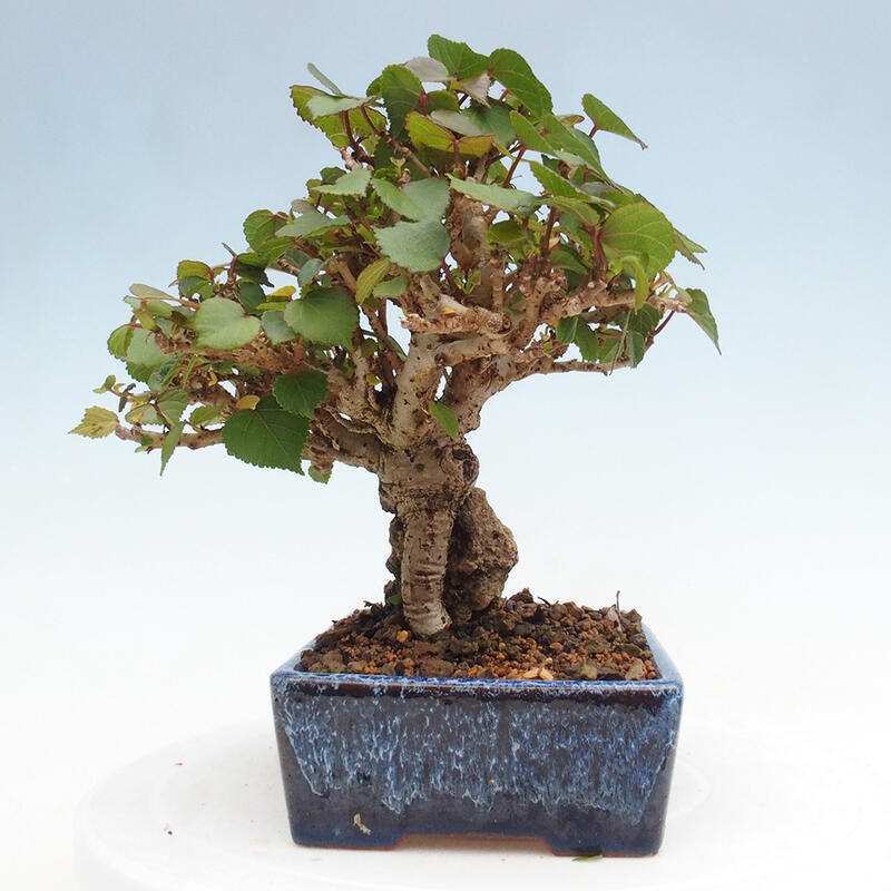Bonsai voor binnen - Hibiscus tiliaceus - Zee Hibiscus