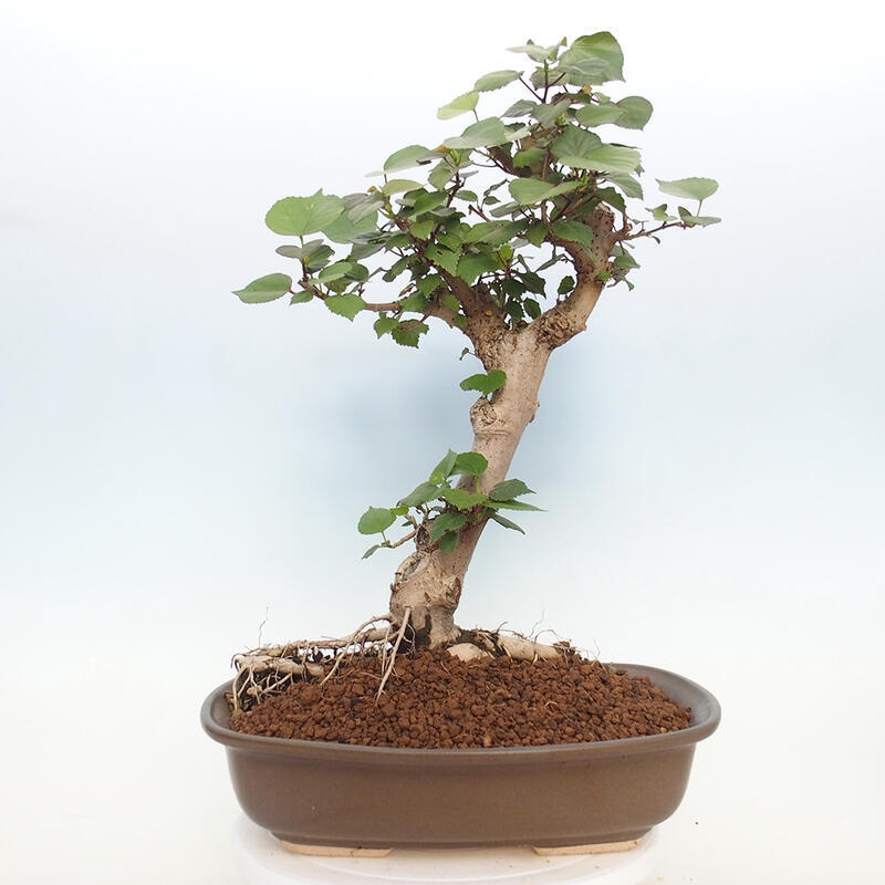 Bonsai voor binnen - Hibiscus tiliaceus - Zee Hibiscus