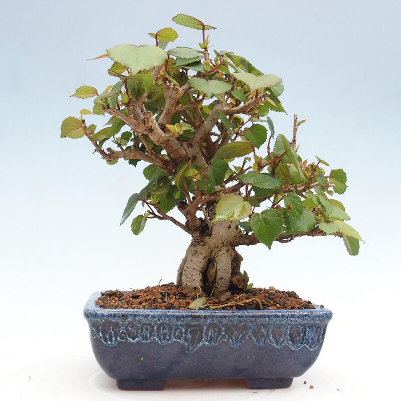 Bonsai voor binnen - Hibiscus tiliaceus - Zee Hibiscus
