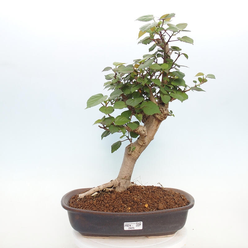 Bonsai voor binnen - Hibiscus tiliaceus - Zee Hibiscus