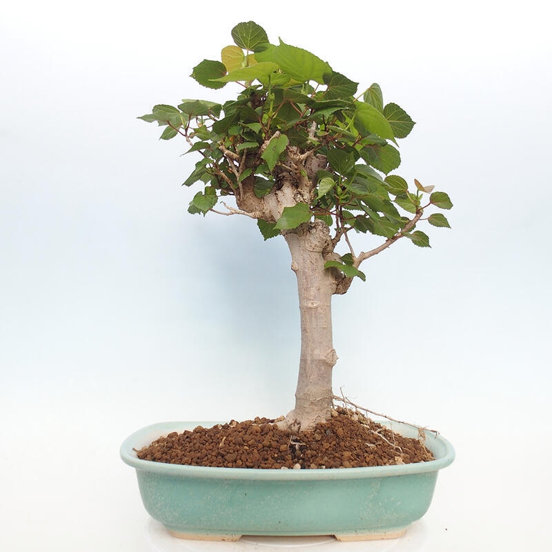 Bonsai voor binnen - Hibiscus tiliaceus - Zee Hibiscus
