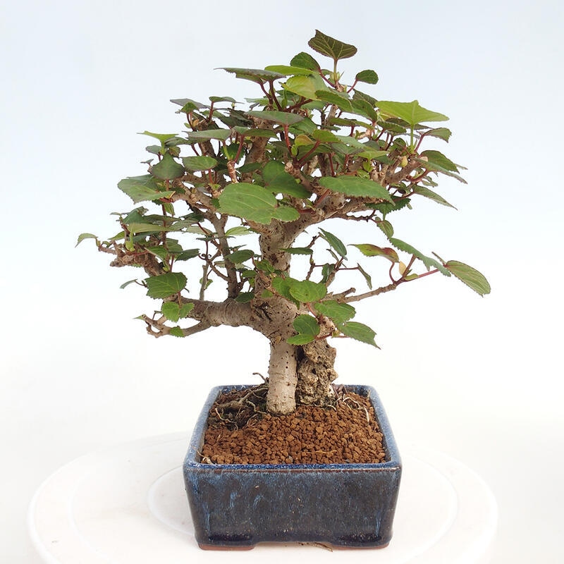 Bonsai voor binnen - Hibiscus tiliaceus - Zee Hibiscus