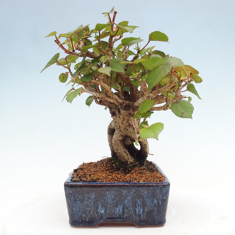 Bonsai voor binnen - Hibiscus tiliaceus - Zee Hibiscus