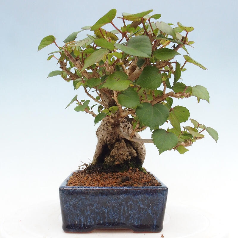 Bonsai voor binnen - Hibiscus tiliaceus - Zee Hibiscus