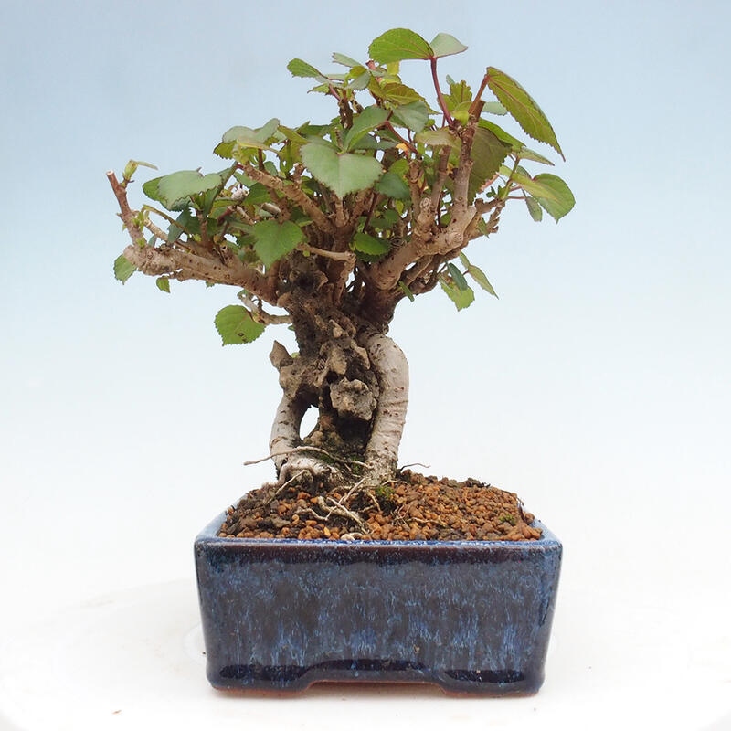 Bonsai voor binnen - Hibiscus tiliaceus - Zee Hibiscus