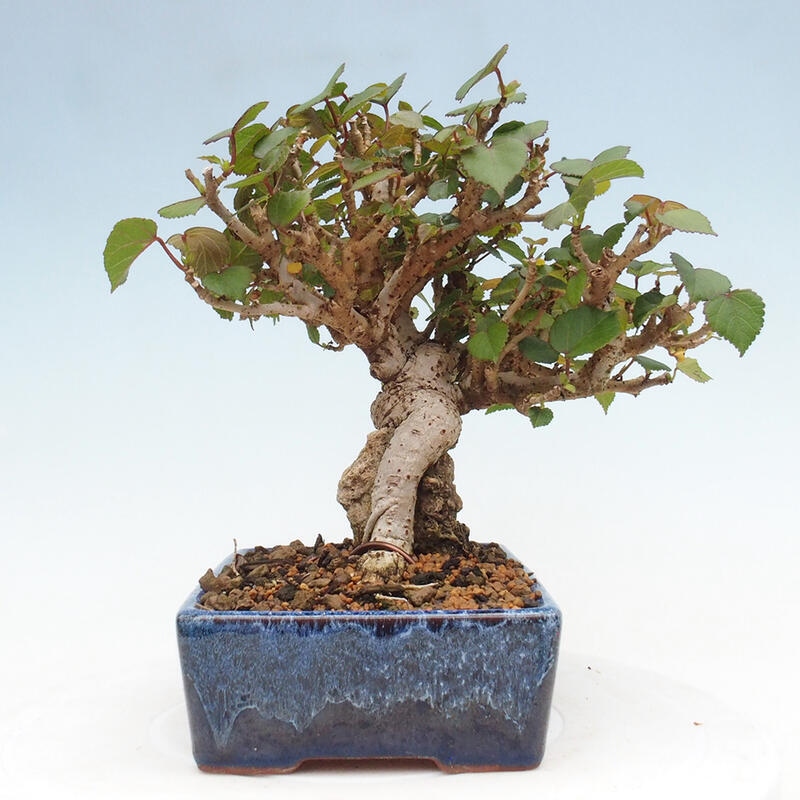 Bonsai voor binnen - Hibiscus tiliaceus - Zee Hibiscus