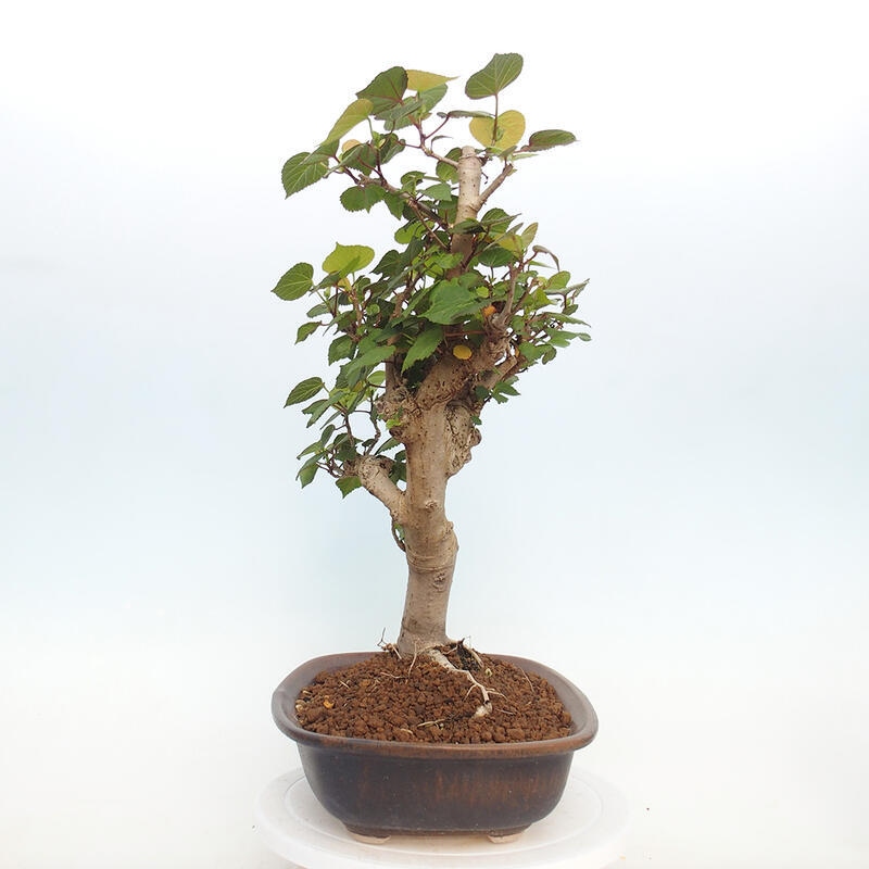 Bonsai voor binnen - Hibiscus tiliaceus - Zee Hibiscus