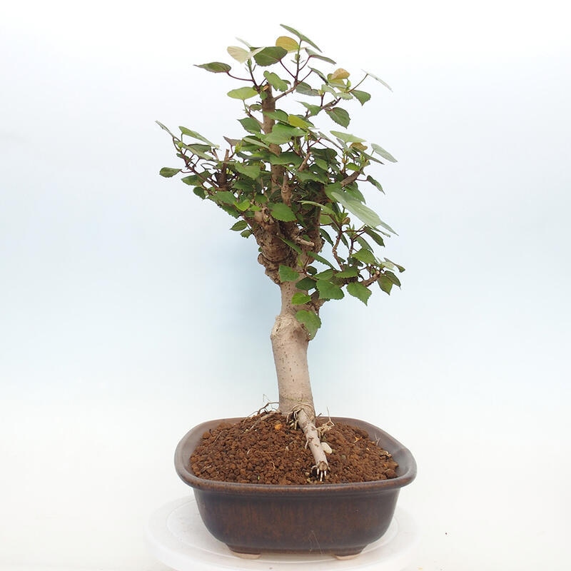 Bonsai voor binnen - Hibiscus tiliaceus - Zee Hibiscus