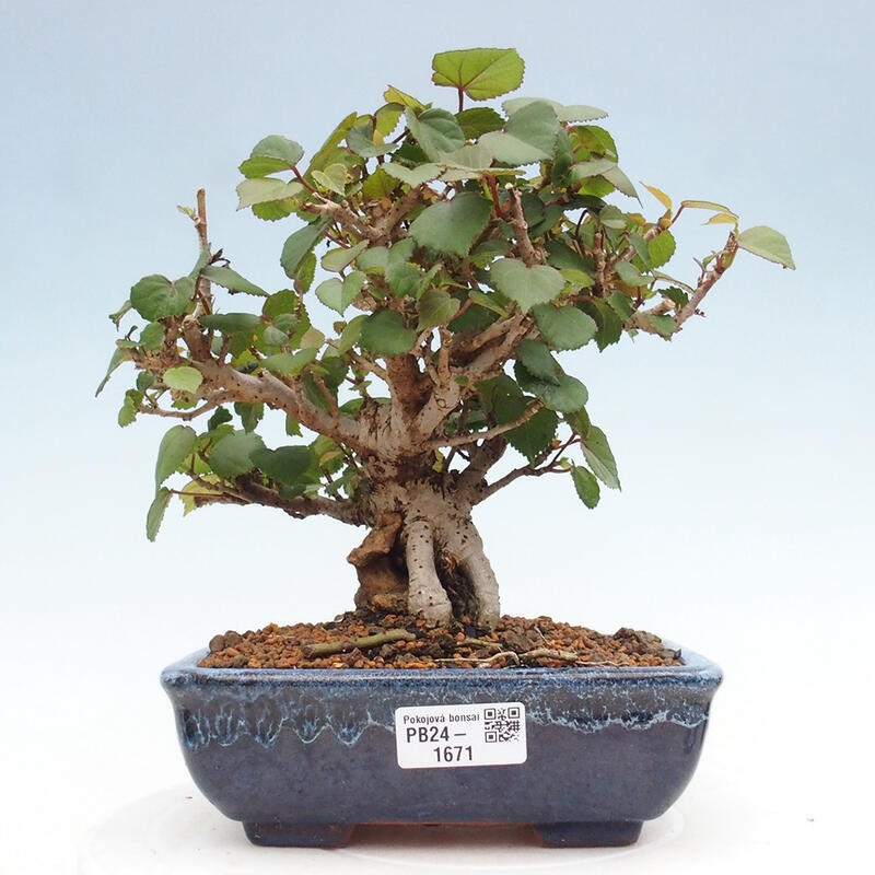Bonsai voor binnen - Hibiscus tiliaceus - Zee Hibiscus