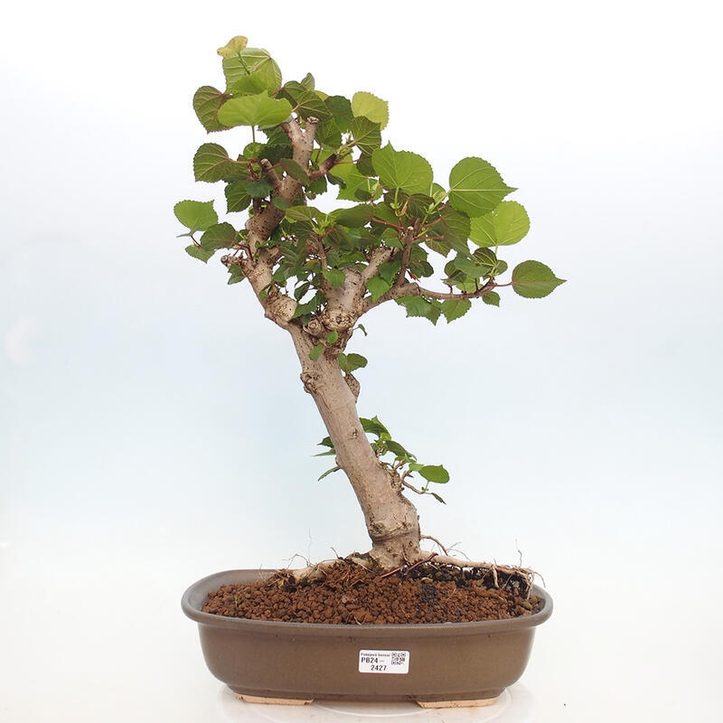 Bonsai voor binnen - Hibiscus tiliaceus - Zee Hibiscus