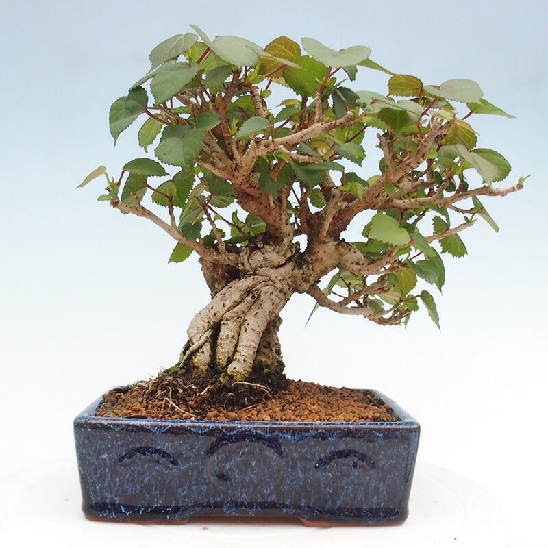 Bonsai voor binnen - Hibiscus tiliaceus - Zee Hibiscus