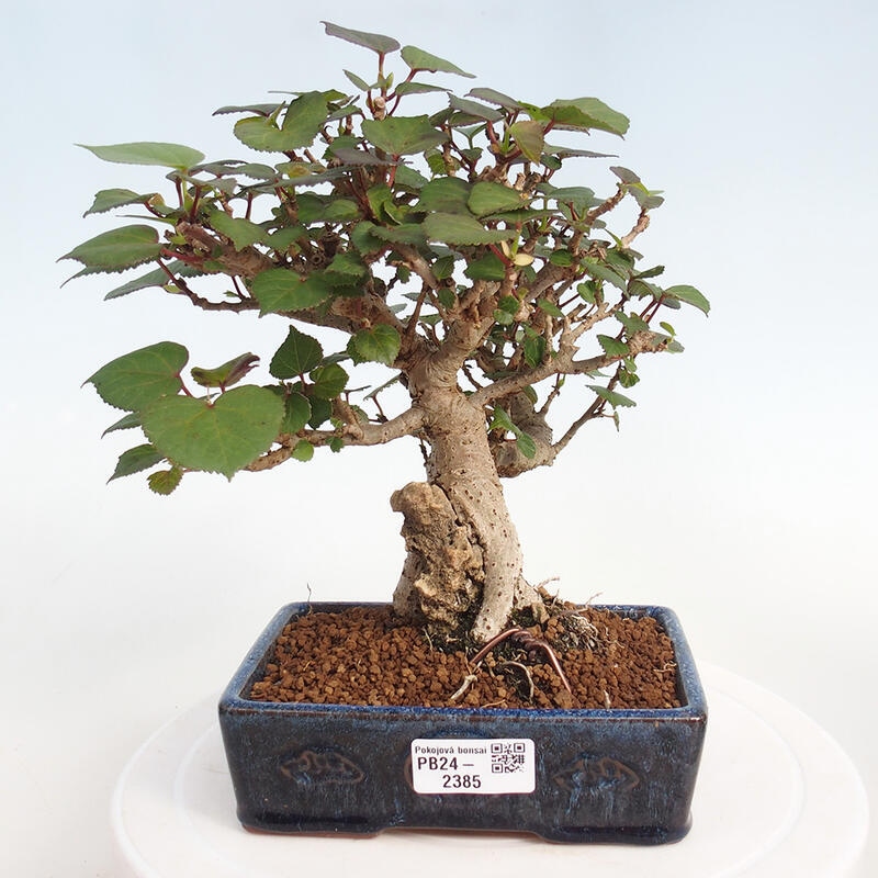 Bonsai voor binnen - Hibiscus tiliaceus - Zee Hibiscus