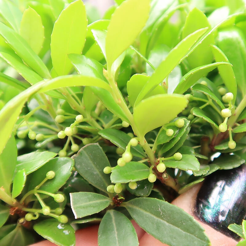 Kamerbonsai - Ilex crenata - Hulst