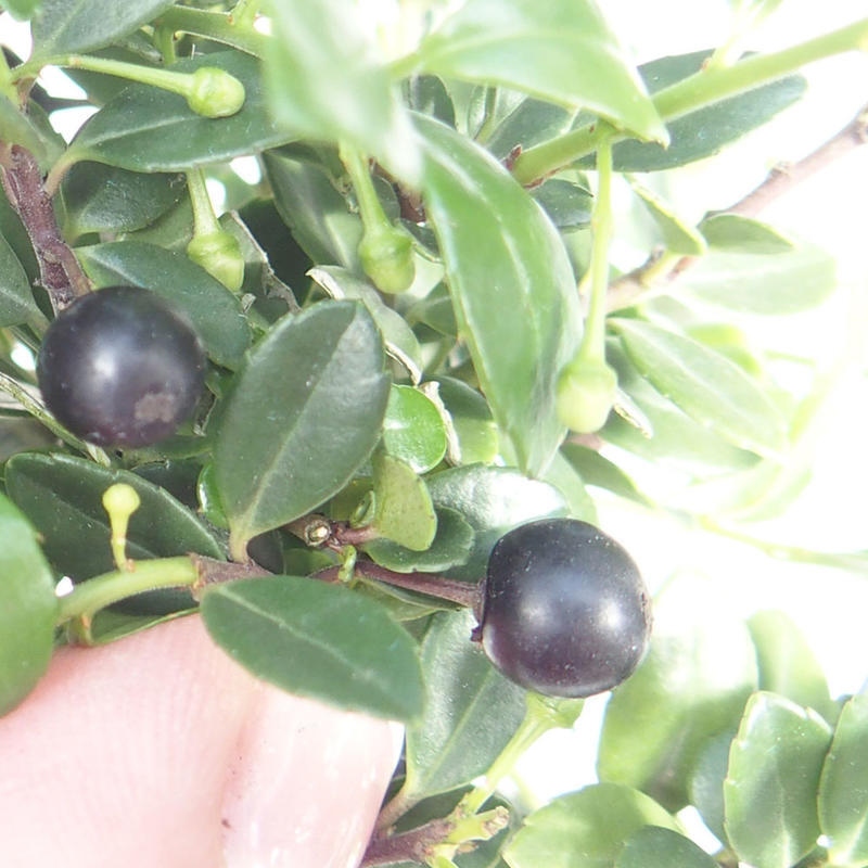 Kokedama met schaal - Ilex crenata - Kers