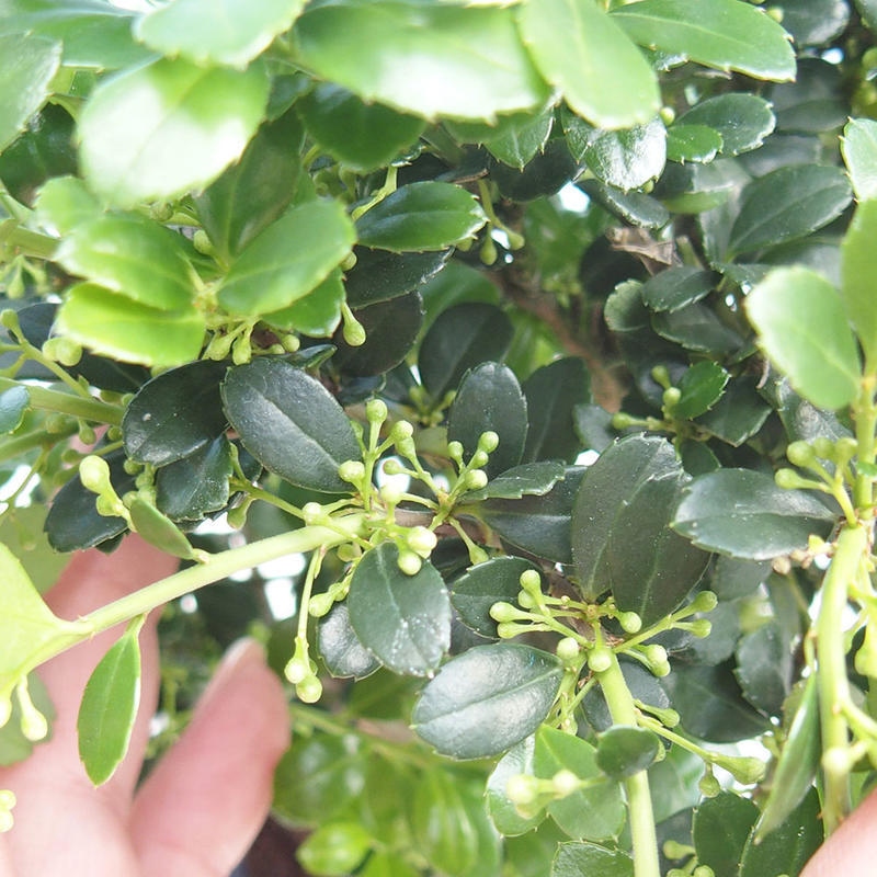 Kokedama met schaal - Ilex crenata - Kers