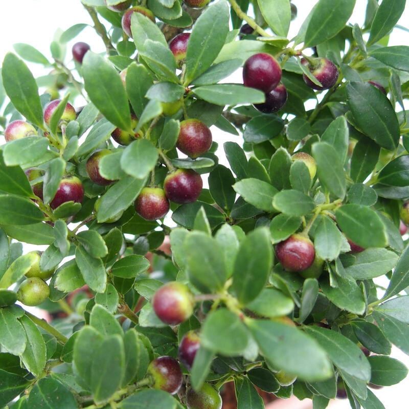 Kamerbonsai - Ilex crenata - Hulst