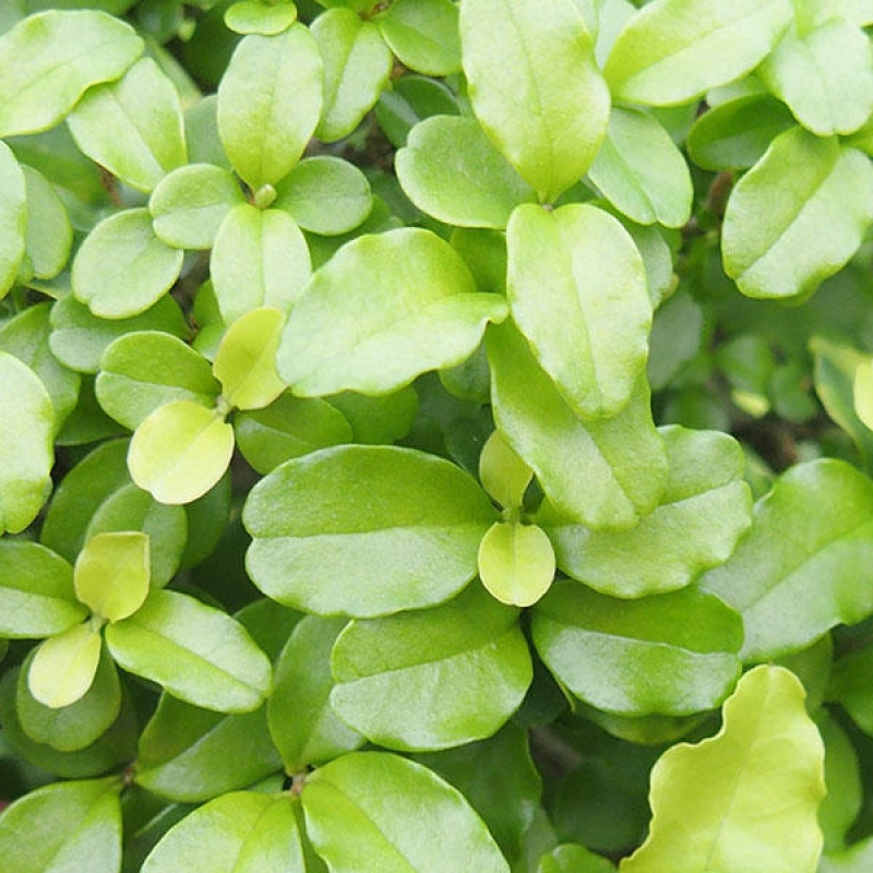 Kamerbonsai -Ligustrum retusa - kleinbladige vogelbek