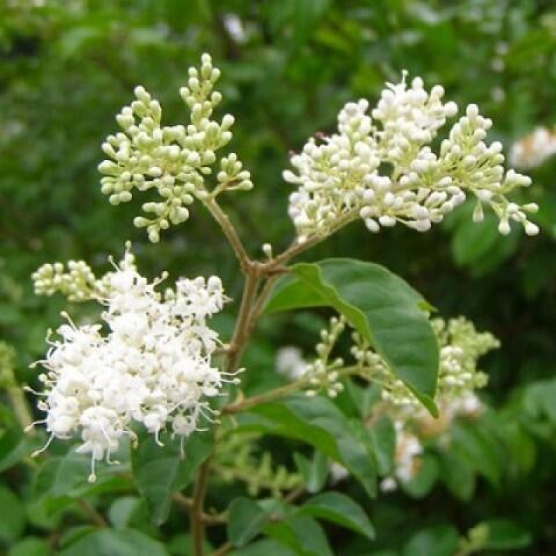 Kamerbonsai -Ligustrum retusa - kleinbladige vogelbek
