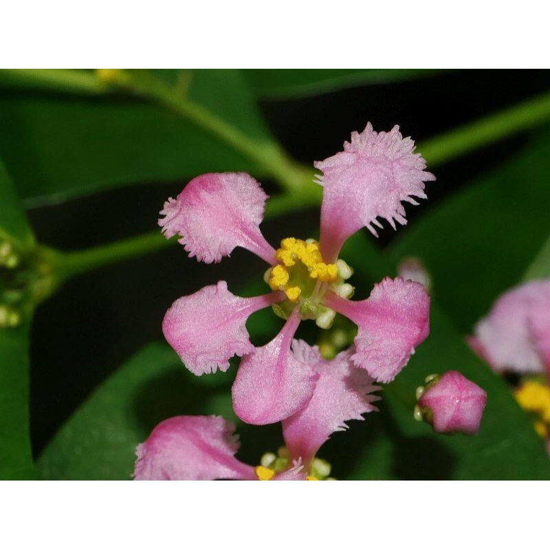 Kamerbonsai - Barbados-kers (Malpighia glabra) 