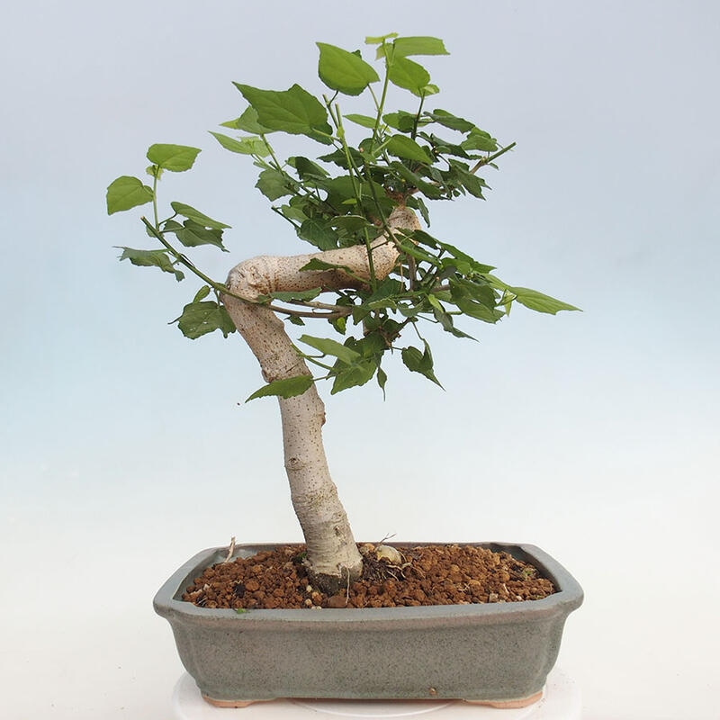 Bonsai voor binnen - Malvaviscus arboreus