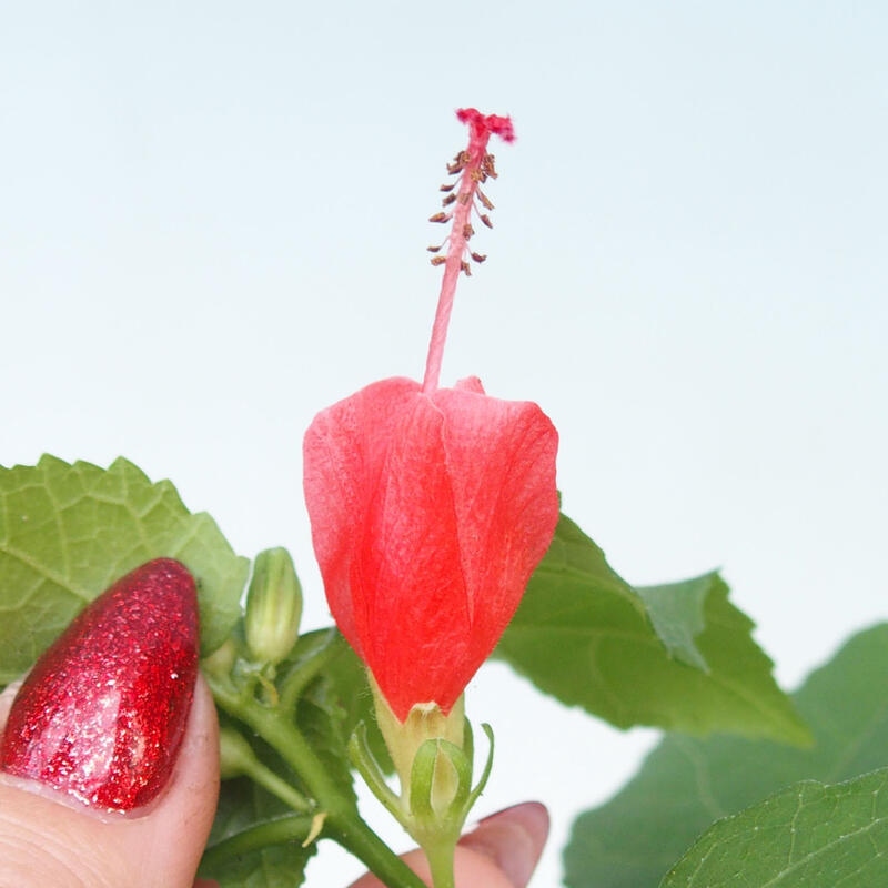 Bonsai voor binnen - Malvaviscus arboreus