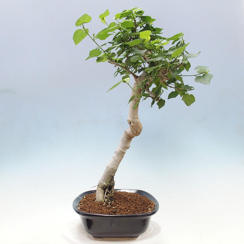 Bonsai voor binnen - Malvaviscus arboreus + boek SUISEKI Gratis