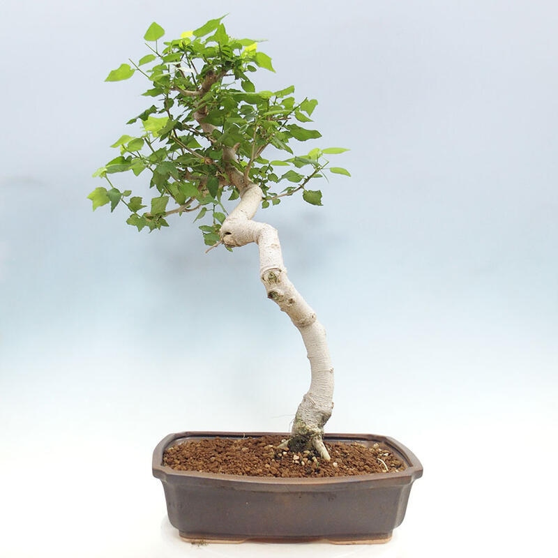 Bonsai voor binnen - Malvaviscus arboreus + boek SUISEKI Gratis
