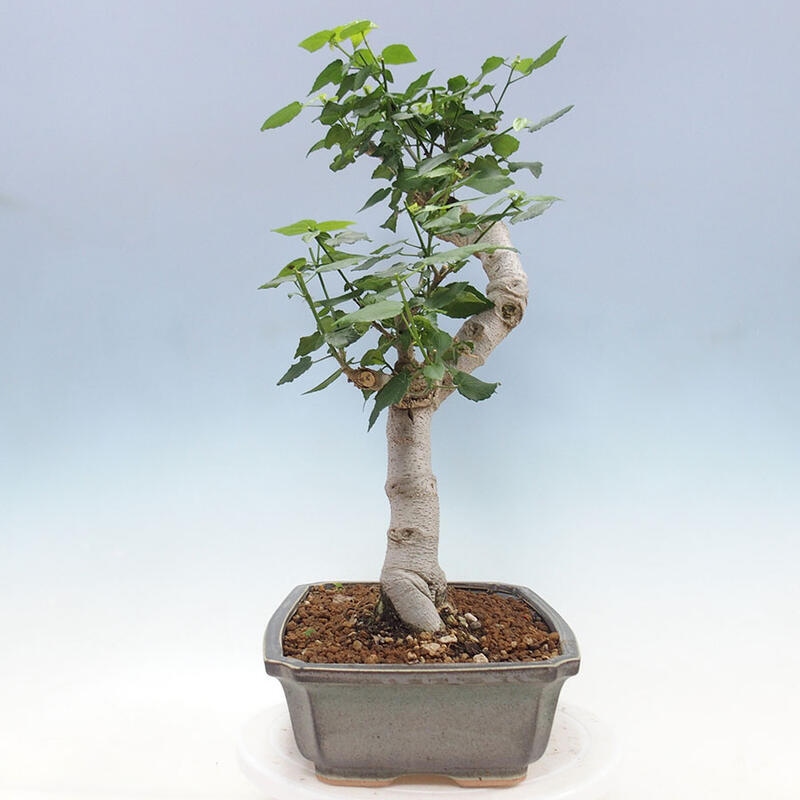 Bonsai voor binnen - Malvaviscus arboreus + boek SUISEKI Gratis