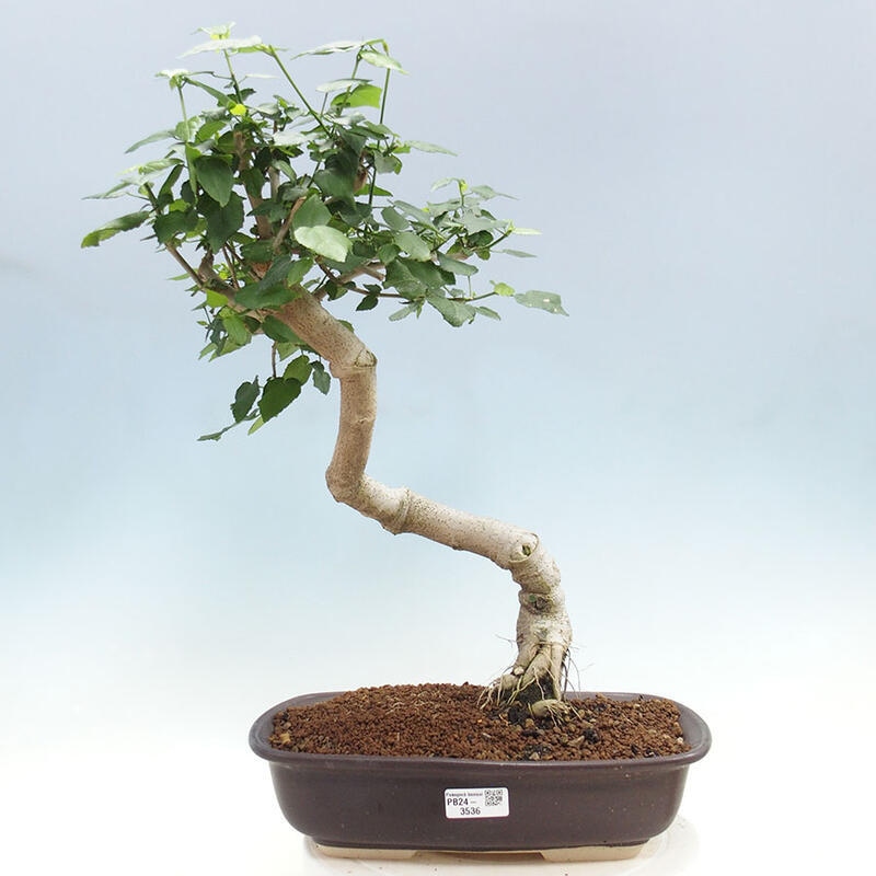 Bonsai voor binnen - Malvaviscus arboreus + boek SUISEKI Gratis