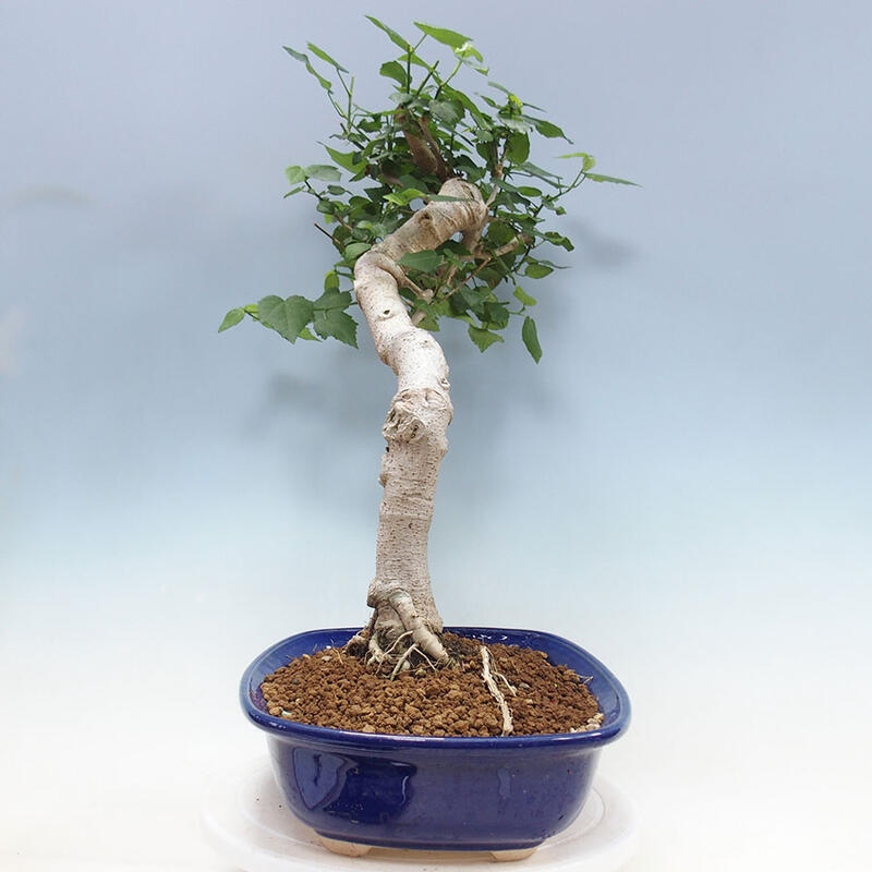Bonsai voor binnen - Malvaviscus arboreus + boek SUISEKI Gratis