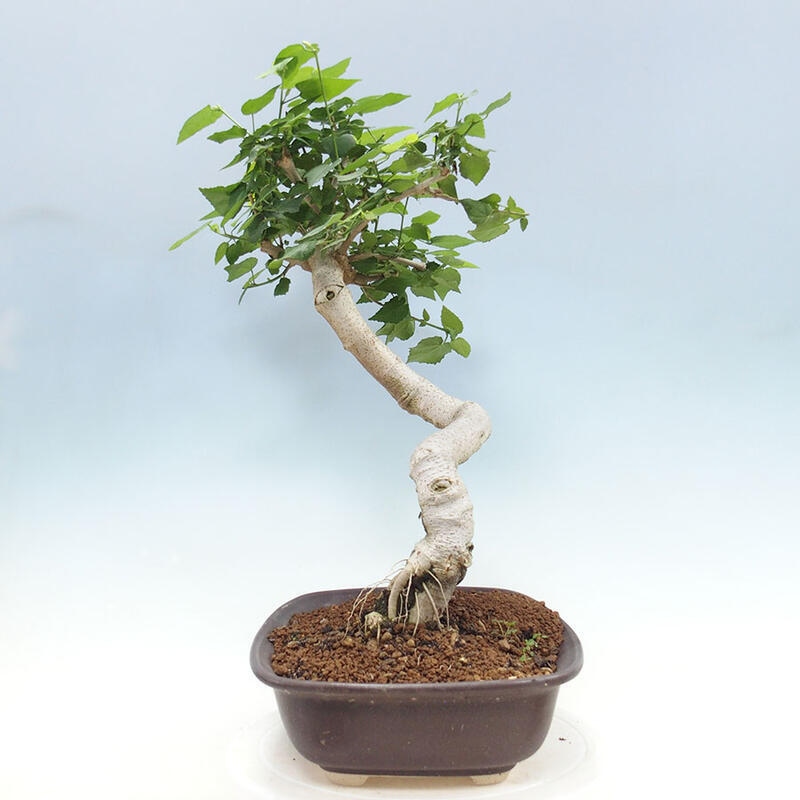 Bonsai voor binnen - Malvaviscus arboreus + boek SUISEKI Gratis