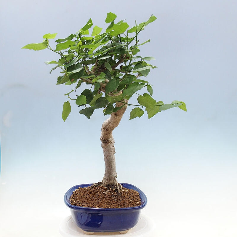 Bonsai voor binnen - Malvaviscus arboreus + boek SUISEKI Gratis