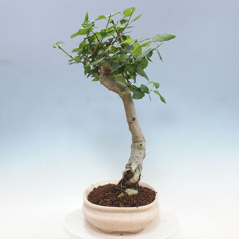 Bonsai voor binnen - Malvaviscus arboreus + boek SUISEKI Gratis